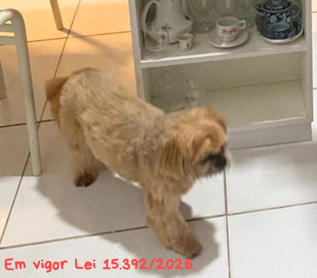 Lei define regras para a guarda compartilhada de pets